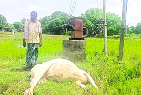 విద్యుత్‌ షాక్‌తో ఎద్దులు మృతి
