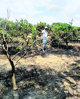 చీనీ చెట్లు దగ్ధం 