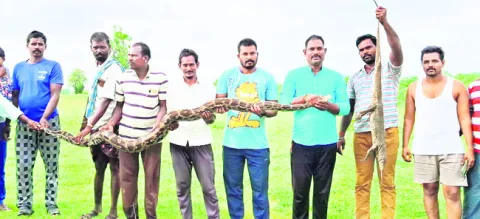 13 అడుగుల కొండచిలువ పట్టివేత 