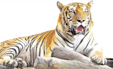 India lost 91 tigers under six months: NTCA