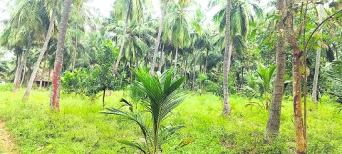 సర్కా