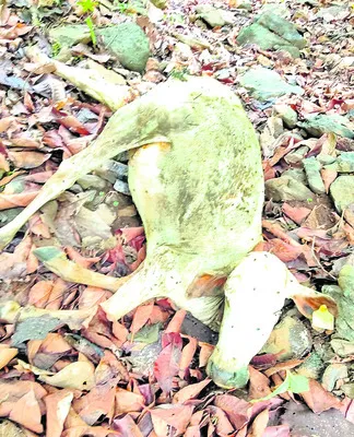 చిరుత కాదు బెబ్బులి..