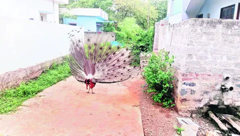నెమలి