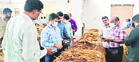 పొగాకు రైతు నిలువు దోపిడీ 