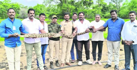 నల్లమల అడవిలోకి కొండచిలువ 