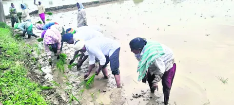 వరి నాట్లు వేసిన ఎమ్మెల్యే 