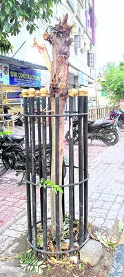 పచ్చని చెట్లపై గొడ్డలి వేటు