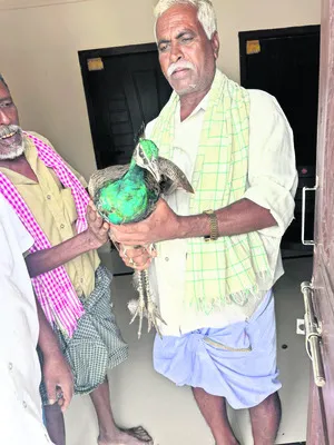 అటవీశాఖ అధికారులకు నెమలి అప్పగింత