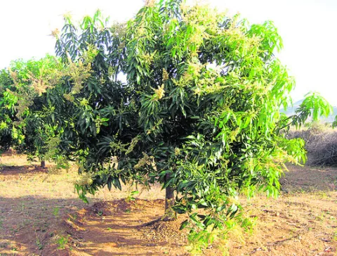మామిడిలో యాజమాన్యం చేపట్టండి 