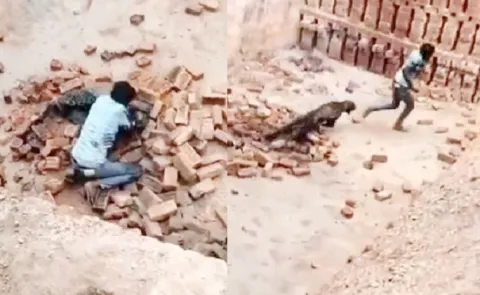 Man Fights Off Leopard With Bare Hands In Uttar Pradesh, Video Goes Viral12