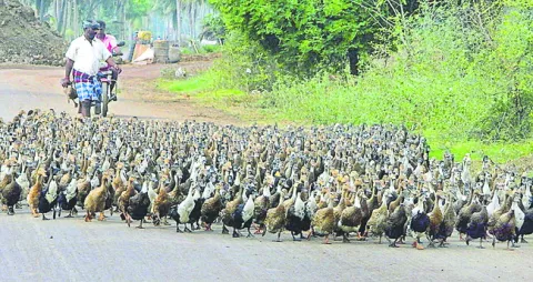 ● బుడిబుడి నడక్‌లు 