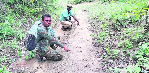 పెద్దపులి కదలికలు