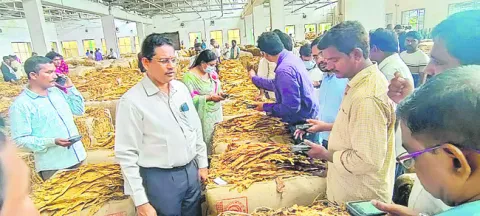 స్వల్పంగా పెరిగిన పొగాకు ధర 