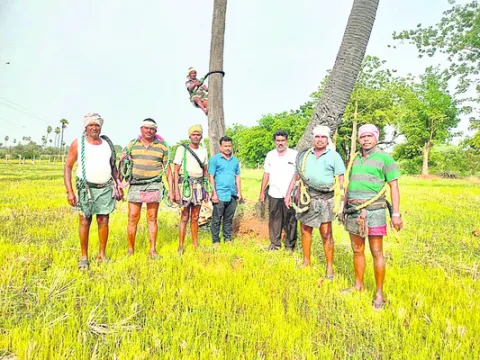 తాటి వనం.. ఉపాధి ఘనం