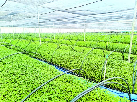 దగా చేసిన  కూటమి సర్కారు
