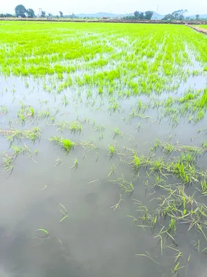 నీరు 