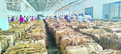 పుంజుకుంటున్న పొగాకు మార్కెట్‌