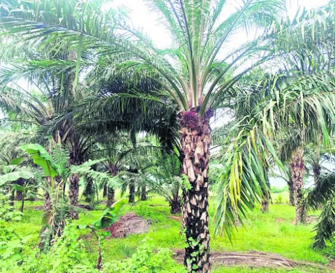 ధరాఘా