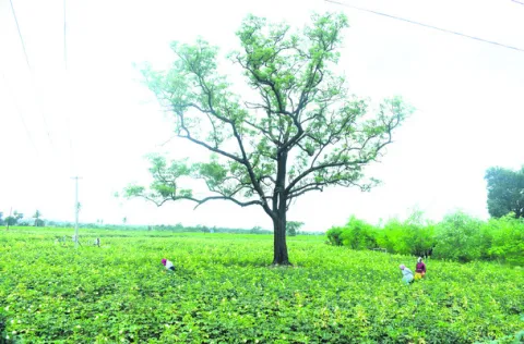 బెండ 