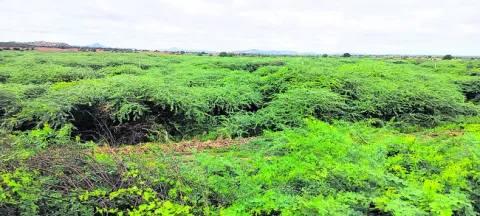 చిట్టడవి కాదు ఆయకట్టు భూమి 