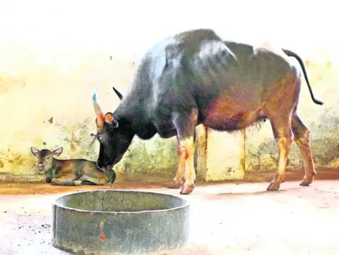 అడవి దున్నకు దూడ జననం 