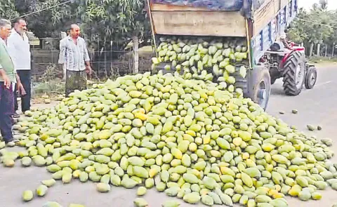 mango farmers distress in Andhra Pradesh