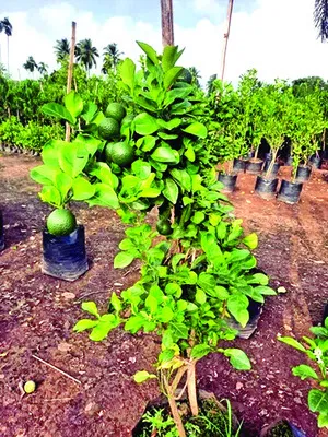 ‘ఉద్యాన’ పథకాలు వినియోగించుకోండి 