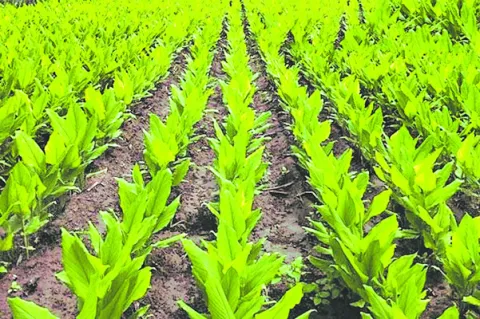 పెరిగిన పెట్టుబడి ఖర్చులు 
