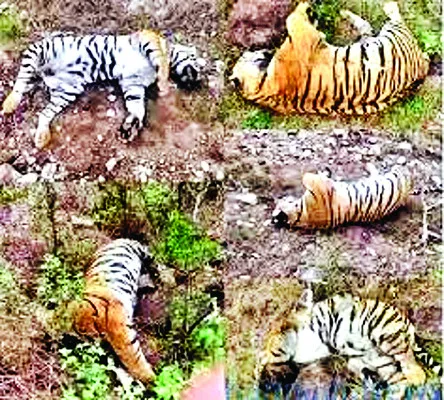 వీడిన పులుల మరణాల మిస్టరీ 