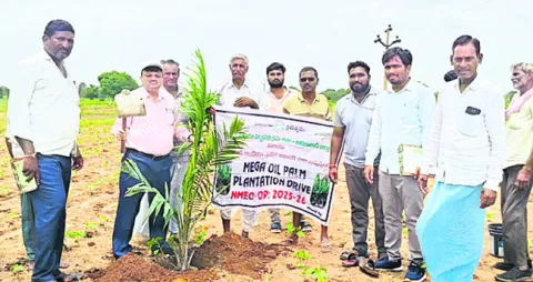 ఆయిల్‌పాం సాగు లాభదాయకం
