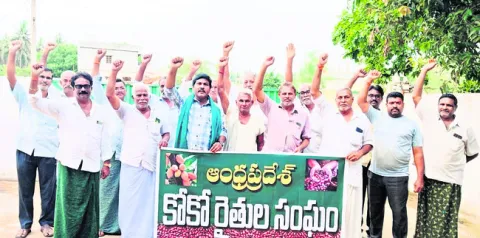 కోకో గింజలను పూర్తిగా కొనాలి 