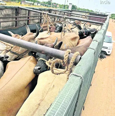 ఆవుల తరలింపును  అడ్డుకున్న గోరక్షకులు
