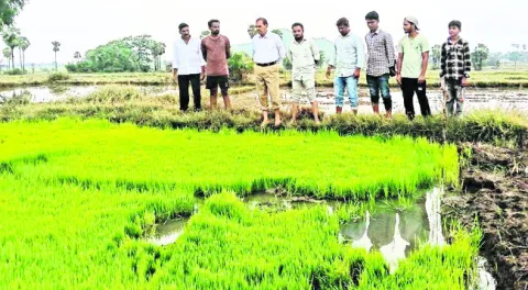 తడి, పొడి పద్ధతుల్లో విత్తన శుద్ధి చేసుకోవాలి
