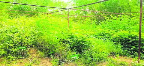 ‘వన’లక్ష్యం నెరవేరేనా!