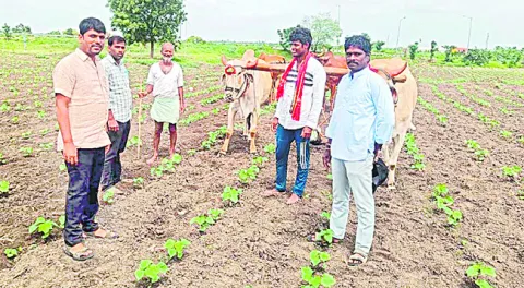 జూలై 15 వరకు విత్తుకోవచ్చు 