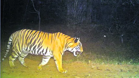 కవ్వాల్‌కు కొత్త పులులు!