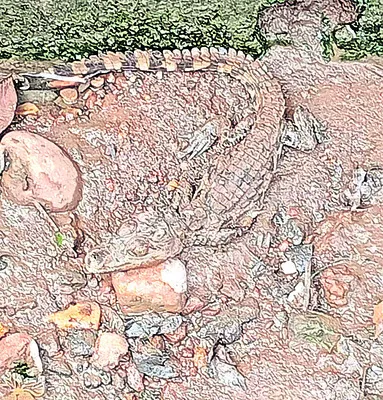 బ్యూట