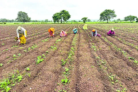 కర్షకలోకం పొలంబాట 