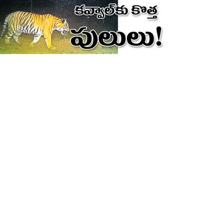 ● మహా
