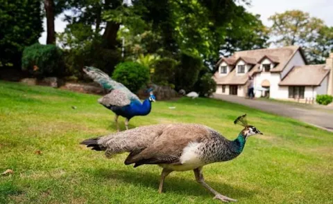 Peacocks in Cornwall village England Are serious problem