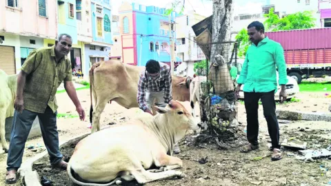 లంపి 