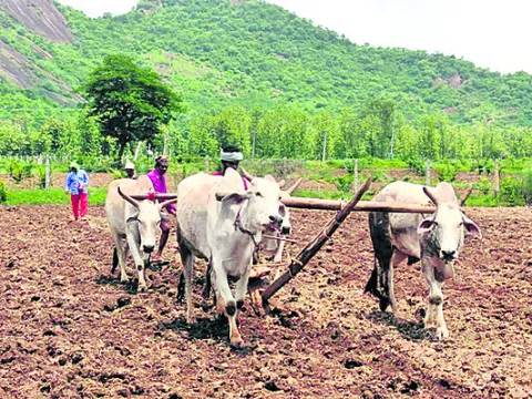 ముమ్మరంగా మొక్కజొన్నలు విత్తుతున్న రైతులు