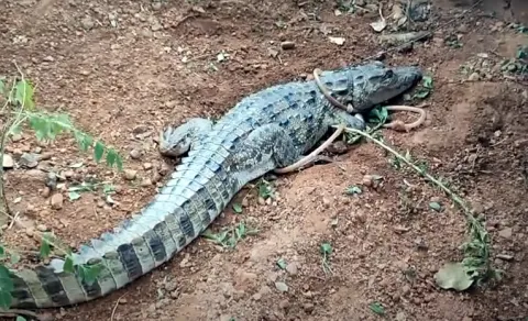 Crocodile Halchal in Jogulamba Gadwal District