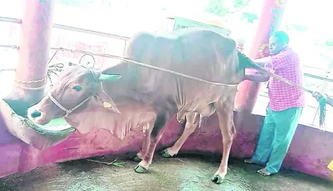 గోపాల