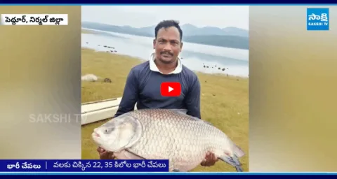 Fisherman Caught 35 Kg Big Fish In Kadem Nirmal District 3