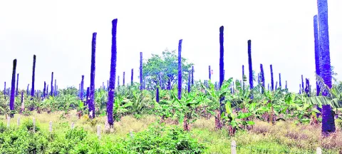 ● మోడు కాదు తోడు! 