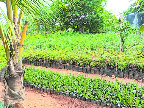 వన మహోత్సవానికి సన్నద్ధం 