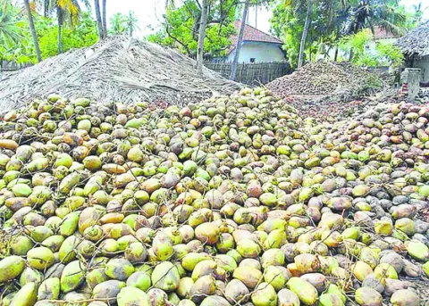 కొబ్బరి ధరహాసం
