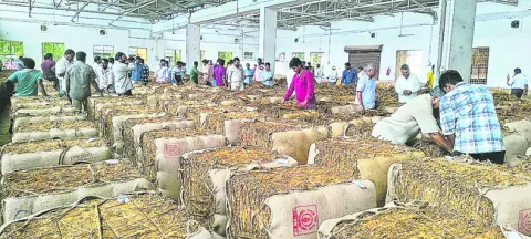 చిగురిస్తున్న ఆశలు