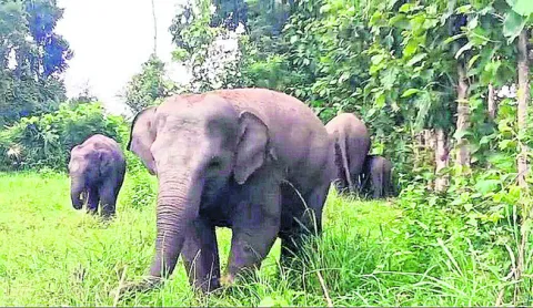 సంగాంలో ఏనుగుల సంచారం